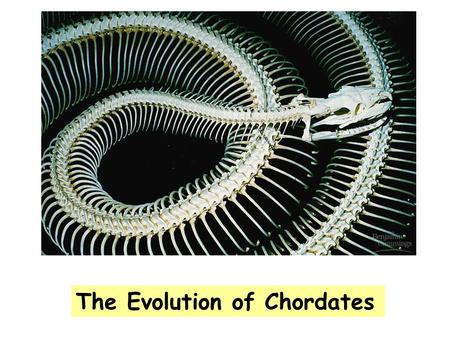 The Evolution of Chordates