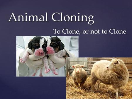 Animal Cloning To Clone, or not to Clone.