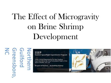 The Effect of Microgravity on Brine Shrimp Development