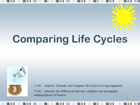 Comparing Life Cycles 4.10C – explore, illustrate, and compare life cycles in living organisms 5.10C – describe the differences between complete and incomplete.