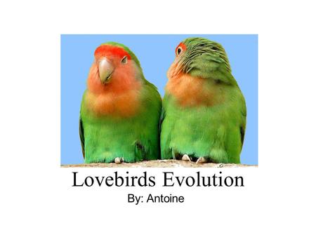 Lovebirds Evolution By: Antoine. We took the lovebirds around December 15 th 2006. They were very noisy and aggressive, probably because their environment.