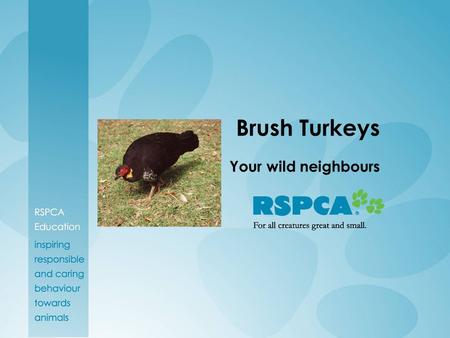 Brush Turkeys Your wild neighbours.
