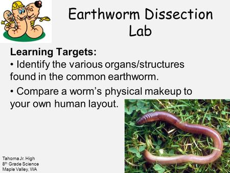 Earthworm Dissection Lab