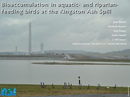 Bioaccumulation in aquatic- and riparian- feeding birds at the Kingston Ash Spill Elizabeth Burton.
