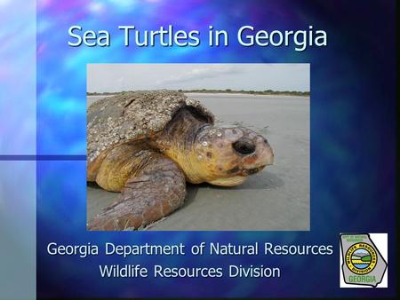 Sea Turtles in Georgia Georgia Department of Natural Resources Wildlife Resources Division.