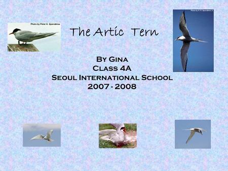 The Artic Tern By Gina Class 4A Seoul International School 2007 - 2008.