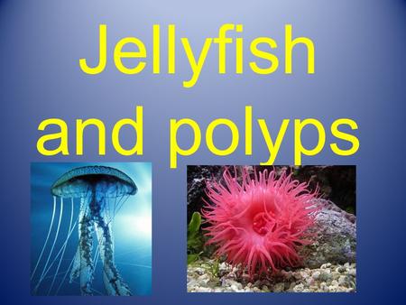 Jellyfish and polyps. Main characteristics of Jellyfish and polyps 1) They are invertebrates. 2) They dont have brain. 3) They have special body systems.