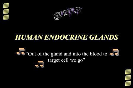 HUMAN ENDOCRINE GLANDS