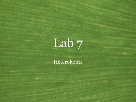 Lab 7 Heterokonts The heterokonts are more commonly called stramenopiles.