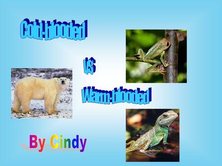 Cold-blooded vs Warm-blooded By Cindy.