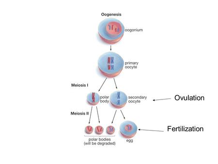 Ovulation Fertilization.