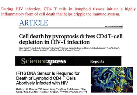 During HIV infection, CD4 T cells in lymphoid tissues initiate a highly inflammatory form of cell death that helps cripple the immune system.