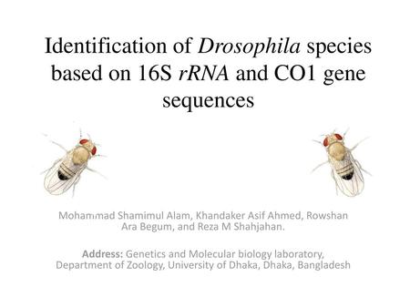 Identification of Drosophila species based on 16S rRNA and CO1 gene sequences Mohammad Shamimul Alam, Khandaker Asif Ahmed, Rowshan Ara Begum, and Reza.