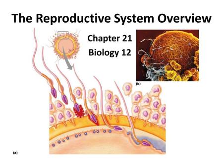 The Reproductive System Overview