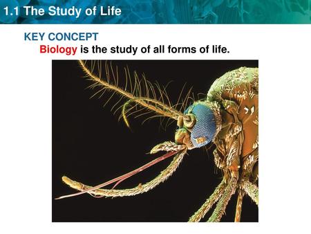 KEY CONCEPT  Biology is the study of all forms of life.