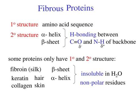 Proteins Fibrous 1o structure amino acid sequence 2o structure