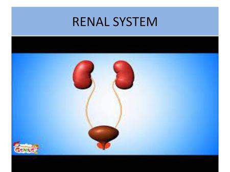 RENAL SYSTEM.