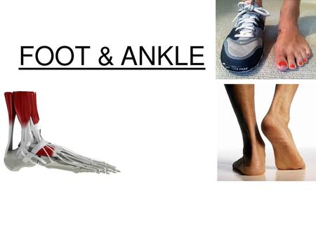 FOOT & ANKLE.