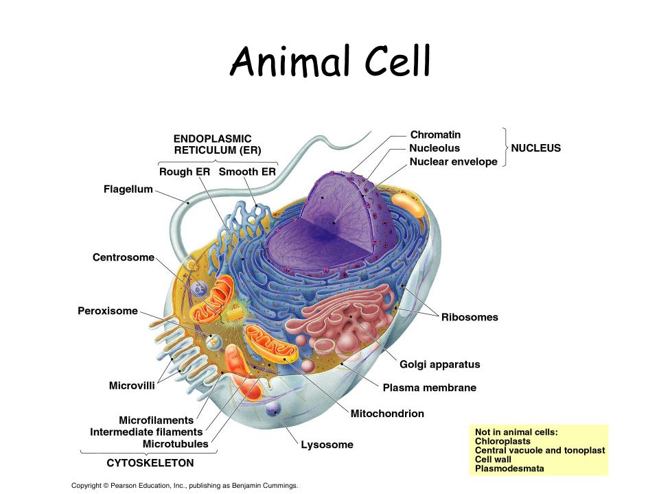 Animal Cell. Plant Cell Cell Membrane – outer boundary –In plants & animals  –Structure: Phospholipid bilayer –hydrophilic heads, hydrophobic tails  Contains. - ppt download