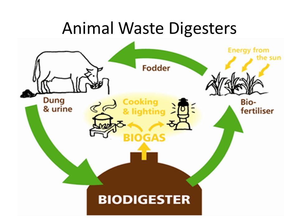 Animal Waste Digesters. Bio-diesel Bio diesel can be made with many different plant residues, weedy species, algae Depending on the source, bio-diesel. - ppt download Animal Waste Digesters. Bio-diesel Bio diesel can be made with many different plant residues, weedy species, algae Depending on the source, bio-diesel. - ppt download