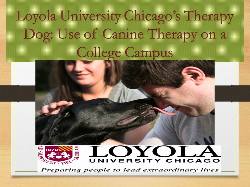 Agenda Introductions Rationale for a therapy dog program on a college  campus Utilization of therapy dog at Loyola Development of policy and  procedures. - ppt download