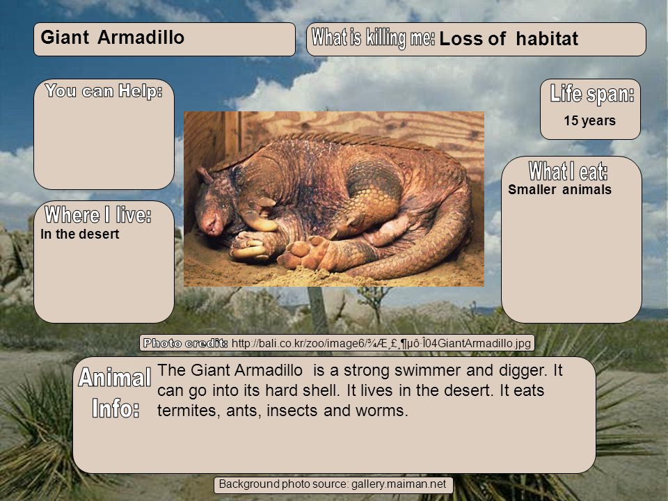 Giant Armadillo Loss of habitat Mak - ppt video online download
