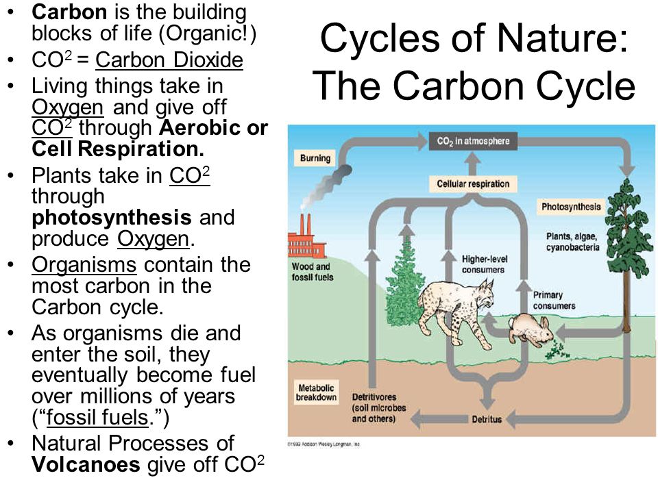 Cycles of Nature: The Carbon Cycle Carbon is the building blocks of life  (Organic!) CO 2 = Carbon Dioxide Living things take in Oxygen and give off  CO. - ppt download