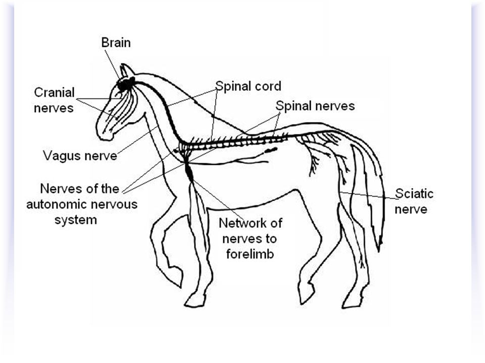 Animal Senses How do animals sense stimuli? Sensory organs perceive stimuli  (light, sounds, etc.) with a receptor cell. The receptor cell sends  signals. - ppt download