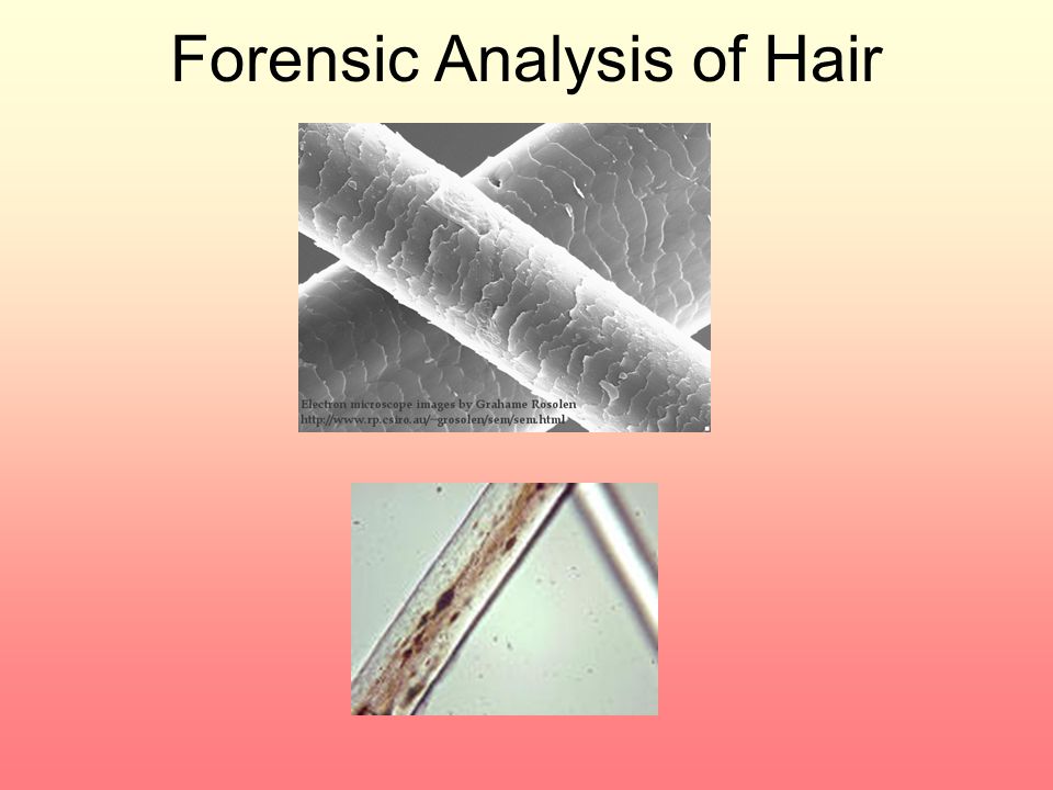 Forensic Analysis of Hair - ppt video online download