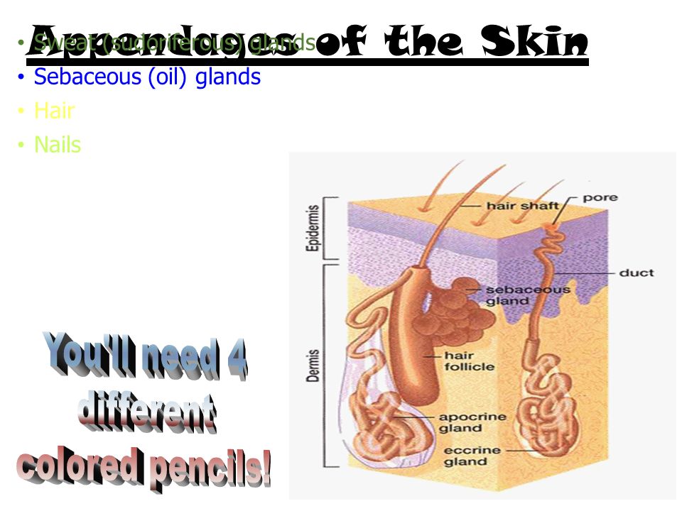 Appendages of the Skin You'll need 4 different colored pencils! - ppt video  online download