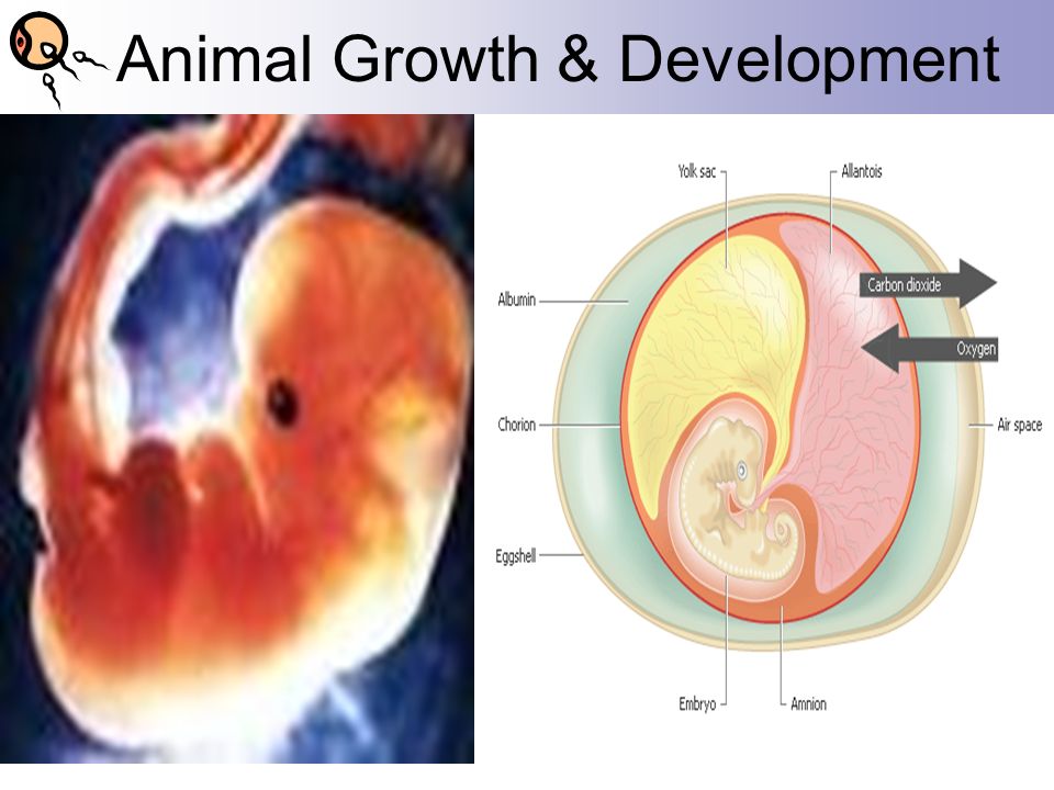 Animal Growth & Development. Beginnings of the Embryo  Fertilization-  union of the gametes Sperm- very small, mobile, ½ of chromosome set Egg-  very large, - ppt download