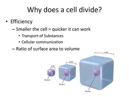 Why does a cell divide? Efficiency