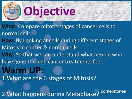 Objective Warm UP: What are the 6 stages of Mitosis?