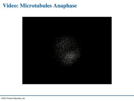 Video: Microtubules Anaphase