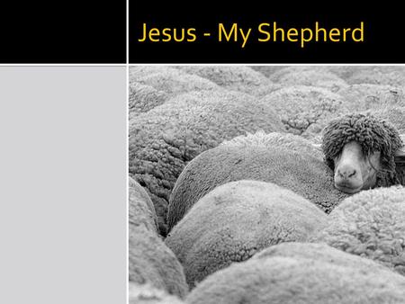 Jesus - My Shepherd I am the good shepherd. John 10:10-11 NIV