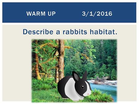 Describe a rabbits habitat.