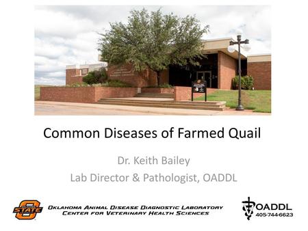 Common Diseases of Farmed Quail