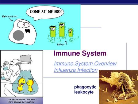 Immune System Immune System Overview Influenza Infection
