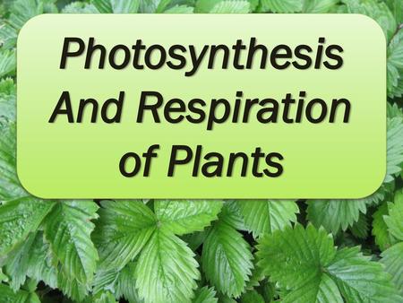 And Respiration of Plants