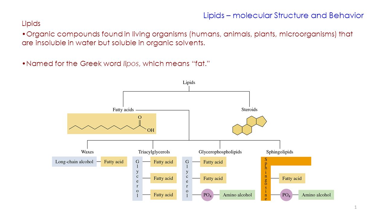 Lipids – molecular Structure and Behavior - ppt video online download