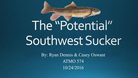 The “Potential” Southwest Sucker