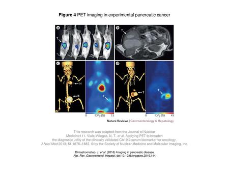Figure 4 PET imaging in experimental pancreatic cancer