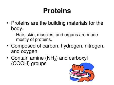 Proteins Proteins are the building materials for the body.
