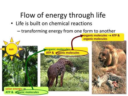 Flow of energy through life