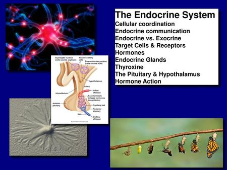 The Endocrine System Cellular coordination Endocrine communication