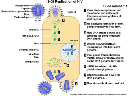 19.09 Replication of HIV Slide number: 1