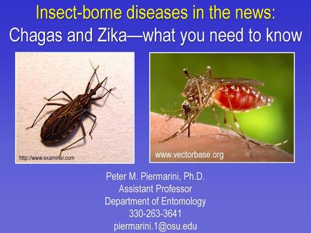 Insect-borne diseases in the news: