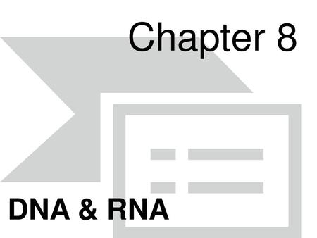 Chapter 8 DNA & RNA.