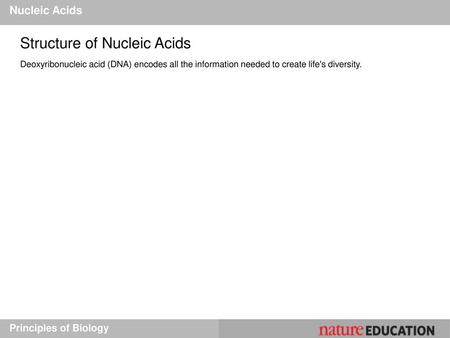 Structure of Nucleic Acids