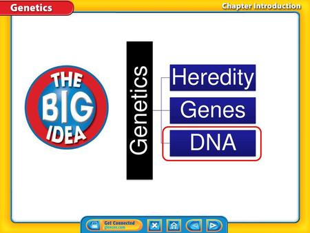 Genetics Heredity Genes DNA Chapter Introduction.